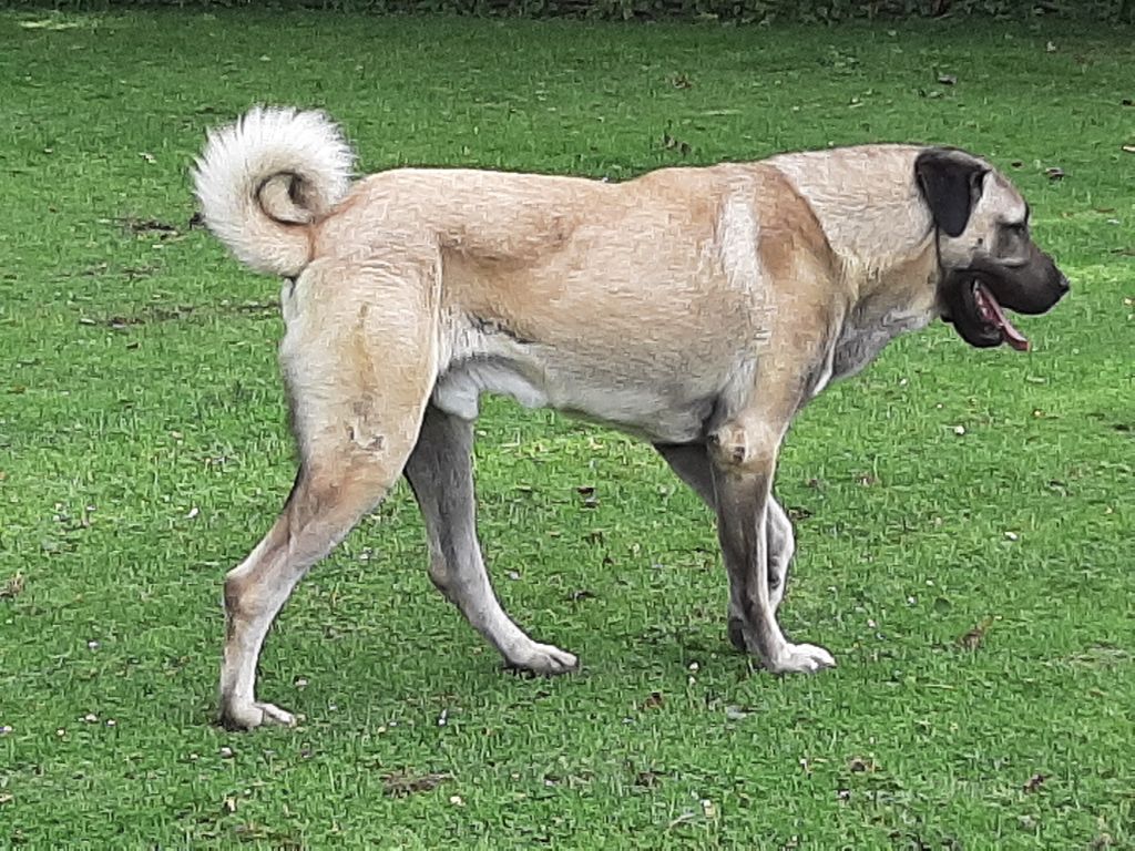 P'ates alevi The Legend Of Kangal